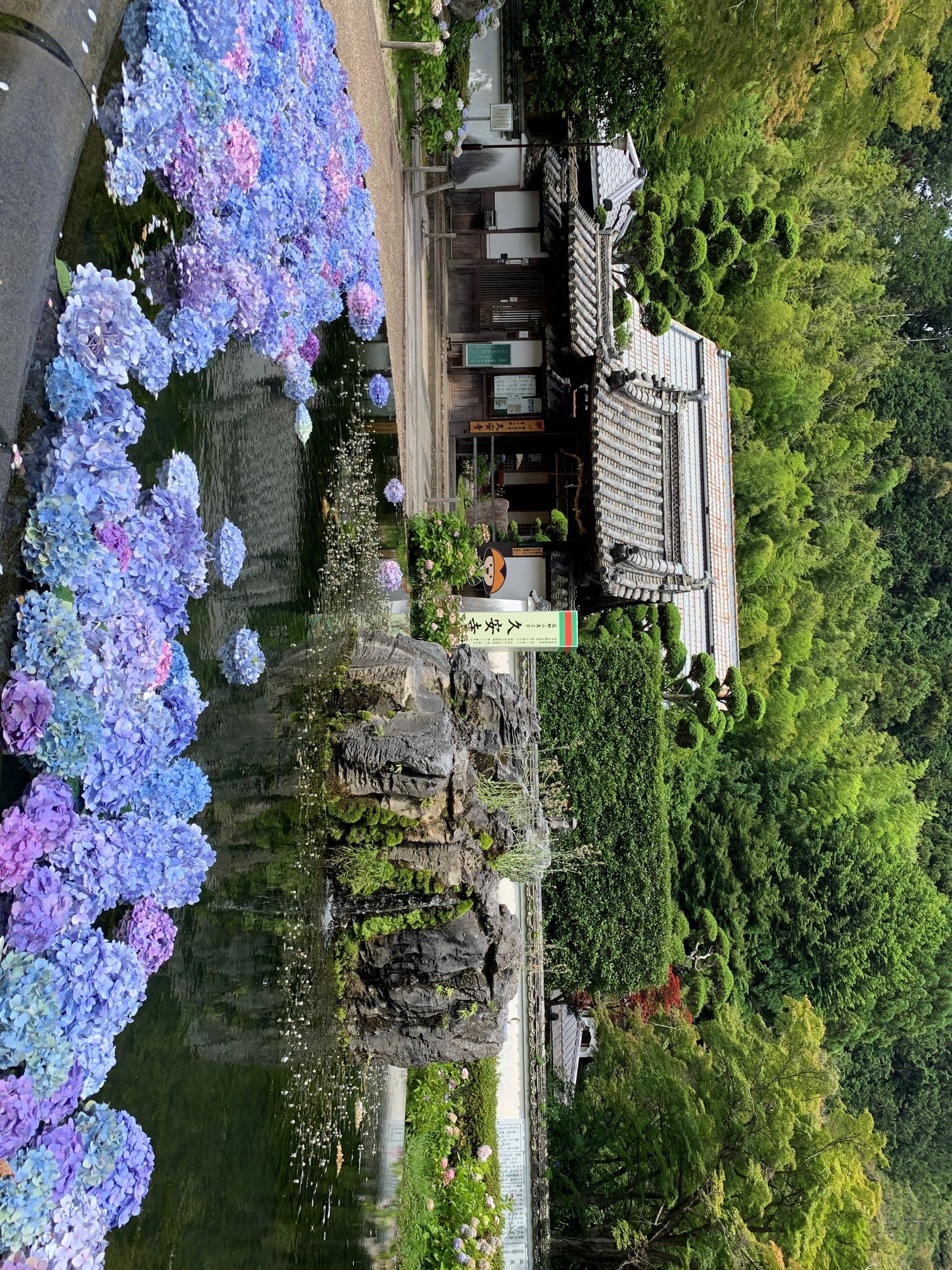 久安寺あじさい具足池